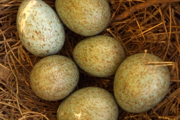 11.05.2020: Nach dem Krähen-Erkundungsbesuch habe ich wieder einmal einen Blick ins Nest geworten. Gottseidank sind noch alle Eier da. Nur eines wirkt auffallend blasser als die anderen 5.