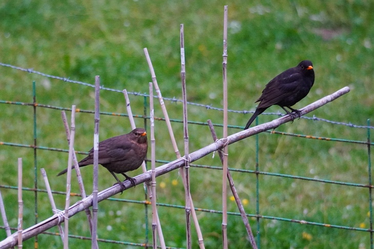 Amsel-Paar