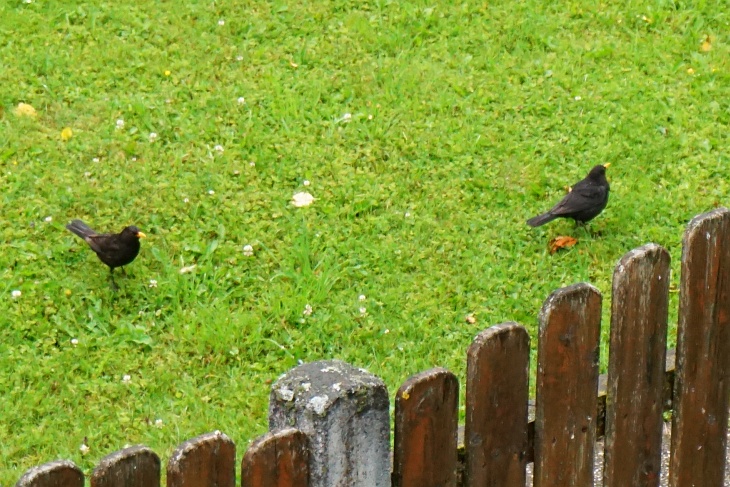Amsel-Männchen