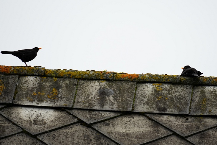 Amsel-Männchen auf einem Hausdach