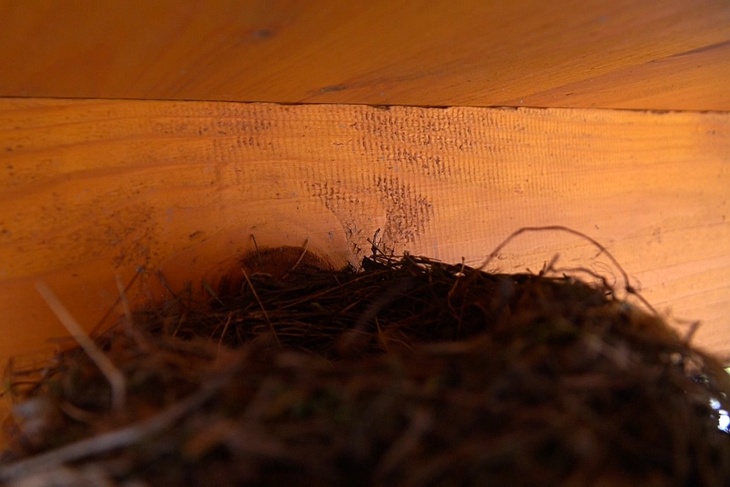 Erste "Nestbeschau" am 02.05.2020 - möglicherweise war da schon das 1. Ei im Nest. Mit der größeren Kamera hatte ich aber den richtigen "Dreh" noch nicht heraus und konnte nicht in die Tiefe des Nests hinabblicken.