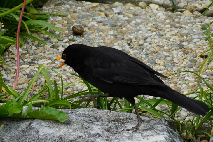 Theoderich duldet kein anders Amsel-Männchen neben sich und verjagt auch viele andere Vögel. Und gelegentlich legt er sich auch mit einer Schneck an. Man beachte den gekonnten Kung-Fu-Ausfallsschritt und den Kampfschrei.