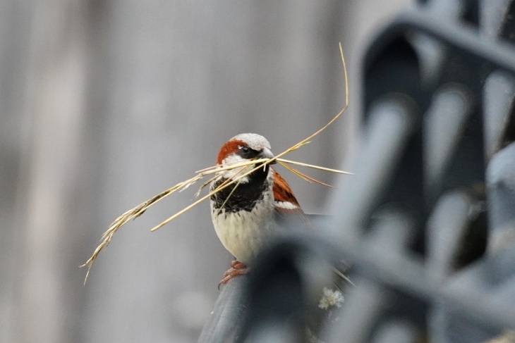 Wie lange bauen Spatzen eigentlich an ihrem Nest. Oder ist das schon wieder ein anderer? Der schwarzen Brustzeichnung nach wahrscheinlich schon.