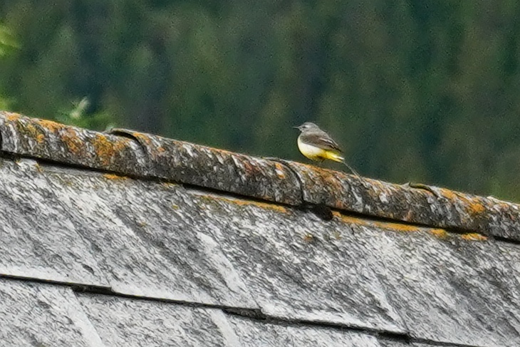 Erst auf der Fotovergrößerung bemerkte ich, dass es sich bei diesem Vogel gar nicht um den vermuteten Spatz handelt. Stattdessen gehe ich von einer Gebirgsstelze aus.