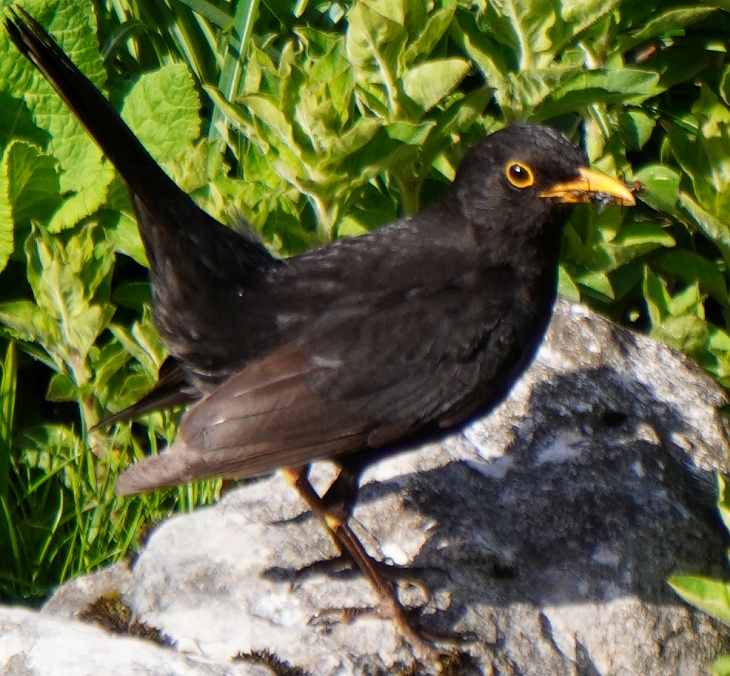 ... scharwenzelt Erdschi mit vollem Schnabel in Nachbarsgarten unter unserer Terrasse herum und läßt mich nicht aus den Augen.