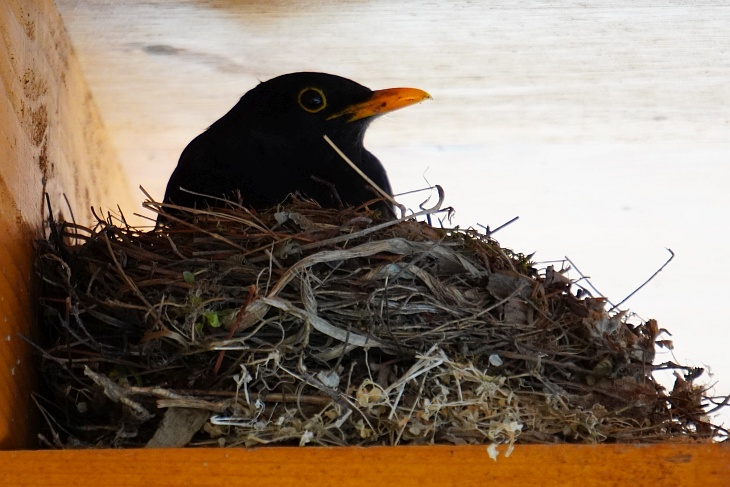 Und schließlich nimmt er mit vollem Schnabel das Nest in Beschlag, verschlingt die Insekten aber selber, nachdem er trotz seiner eindringlichen Laute niemanden angetroffen hat und bleibt ...