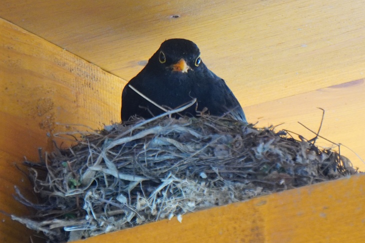 Nur sehr selten - bisher vorrangig noch vor Beginn der durchgängigen Brutzeit - zeigt sich der Amsel-Papa im Nest ...