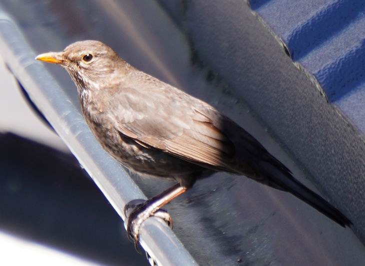 Eilin wartet "schimpfend" auf der Regenrinne, bis ich endlich von der Terrasse verschwinde, damit sie gefahrlos ins Nest kann.