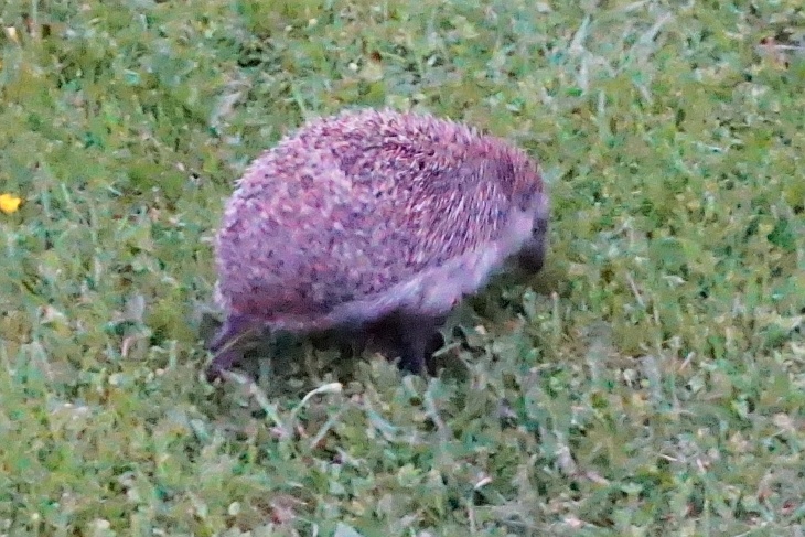 29.05.2020: Nach 21:00 Uhr, bei der Heimkehr von Eilin, zeigt sich auch ein netter Besucher im Garten der Nachbarin. Bei ISO 25600 lässt sich das Rauschen nicht vermeiden, aber zumindest ein Erinnerungsbild in der Abenddämmerung erstellen.