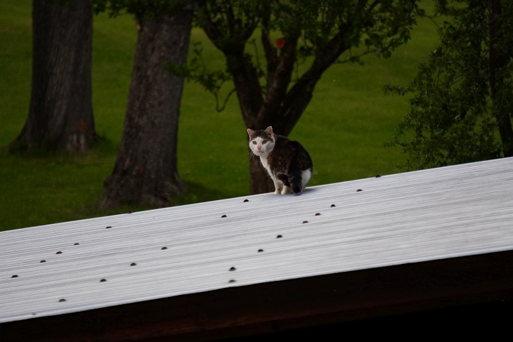 Eine weitere Katze hat sich heute in der Nachbarschaft eingefunden. Mit ihrem Sprung auf das Garagendach sorgt sie für hysterisches Gezwitscher in den umliegenden Bäumen.
