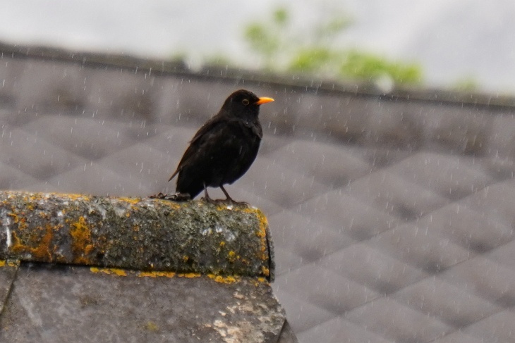 15.05.: Heut hält sich Erdschi auffallend lange in Sichtweite des Nestes auf und präsentiert seiner Liebsten die schönsten Melodien. Entweder genießt er nur den Nieselregen oder es tut sich bald etwas im Nest ...