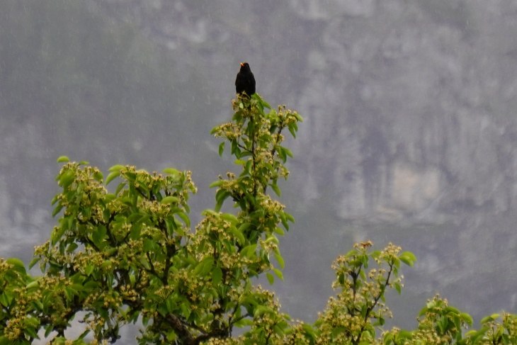 ... schließlich lässt er sich auf der Spitze des höchste Baumes in der Umgebung nieder und trällert wunderschöne Ständchen.