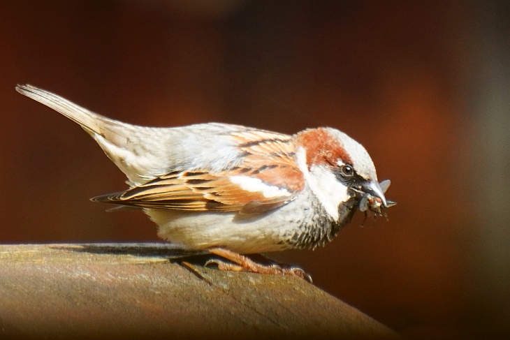 Der Spatzen-Vater des Nestes unter der Regenrinne hat jetzt einen neuen Startpunkt für den Anflug auf´s Nest auserkoren. Nur ca. 4 bis 5 Meter von unserem Fenster entfernt kann ich ihn gut beobachten.