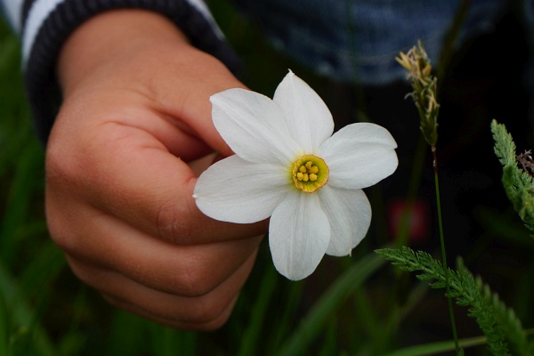 Unterwegs ist für viel Abwechslung gesorgt. Da eine ludelnde Kuh, dort blühende Narzissen oder "Pusteblumen" (verblühter Löwenzahn) und am See eine Ente und im Wasser viele Fische.