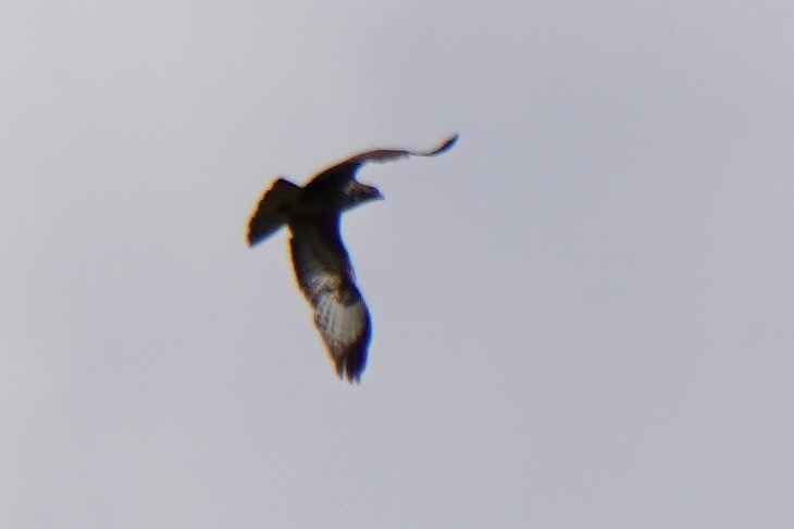 Diese Art von Raubvogel begnetet mir bei Wanderungen öfter und sie sind auch nicht selten vom Tal aus zu beobachten.