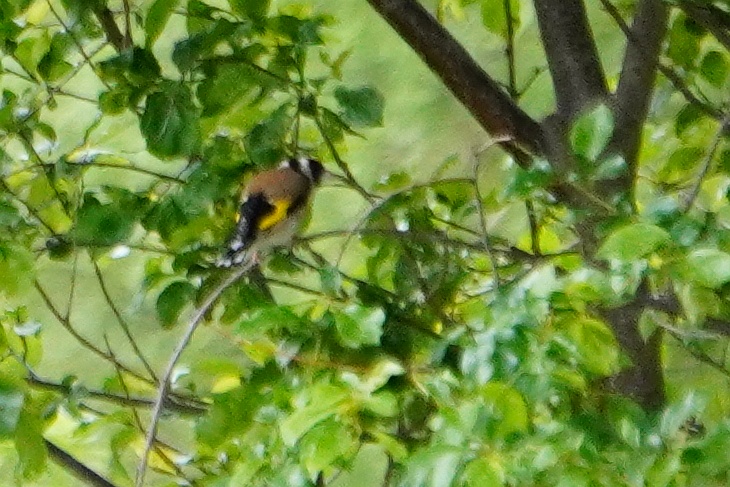 21.05.2020: Heute konnte ich endlich einen der farbenprächtigen Stieglitze ablichten, allerdings war der Vogel sehr weit entfernt und die Lichtverhältnisse bescheiden.