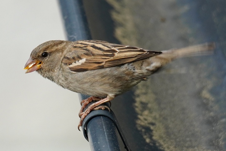 ... wenn Spatzen-Mutter nicht ungehindert zum Nest unter unserer Regenrinne kann, wenn ich auf der Terrasse stehe.