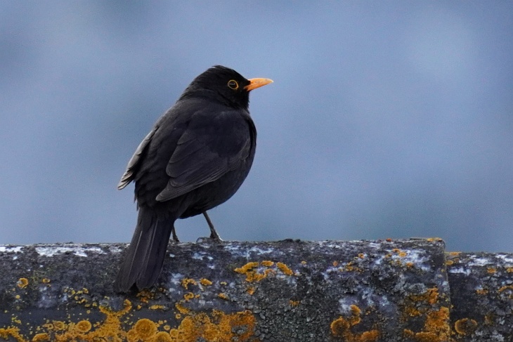 24.05.2020: Nach dem gestrigen kurzen Kampf mit Eilin, gibt sich heute die männliche "West-Amsel", die ich mittlerweile "Theoderich der Große" benannt habe, wieder umgänglicher.