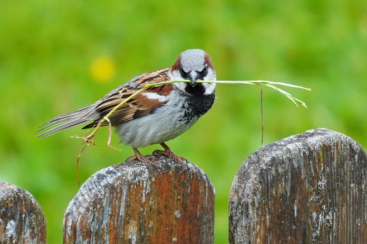 Nachdem die Spatzen ihren Nest unter unserer Regenrinne verlassen haben, wird bereits wieder am nächsten Nest gebaut.