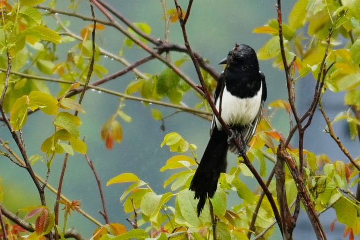 28.05.2020: Wieder sorgt eine Elster für Aufregung in der Vogelwelt. Dieses Mal im Ost-Revier am Nussbaum.