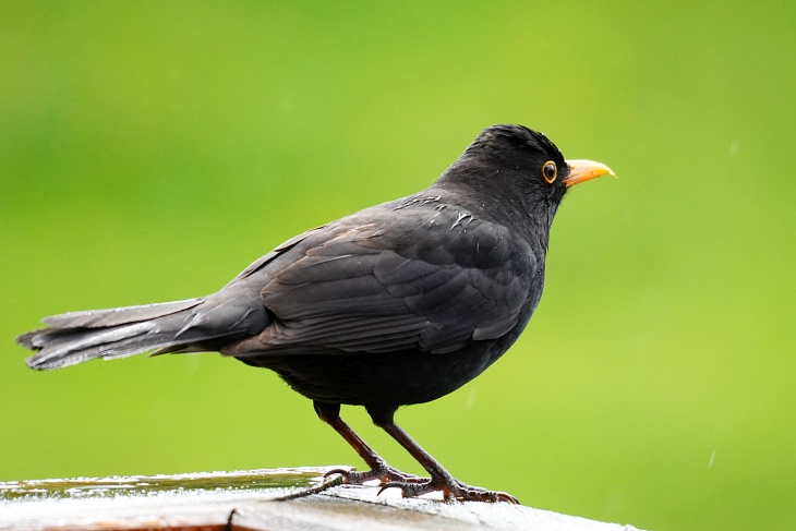 Anfangs dachte ich, Theoderich würde Eilin sogar bis zum Nest verfolgen, ihr auf der Terrasse nachstellen ...