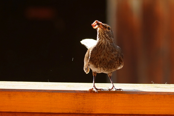 Da sich von den 4 Ästlingen niemand meldet, geht die Mahlzeit per Zwischenlandung am Terrassengeländer ...