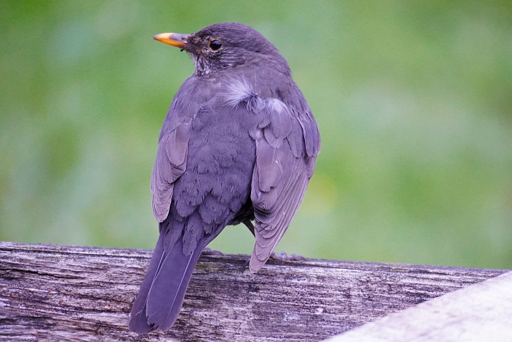Amsel mit verletztem Flügel