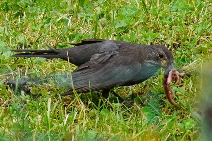 Amsel mit Würmern im Schnabel