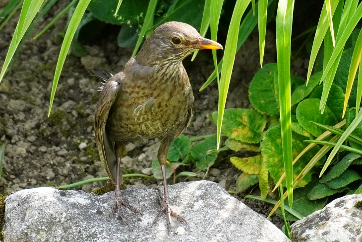 Amsel mit lahmen Flügel