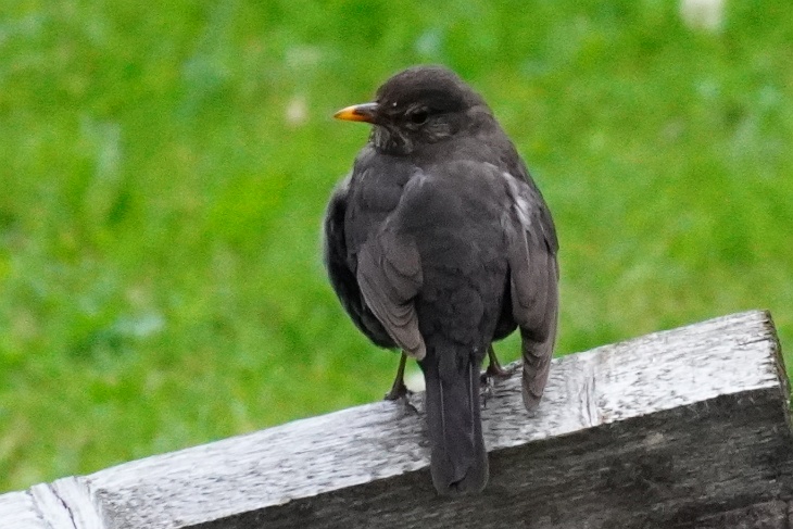 Amsel
