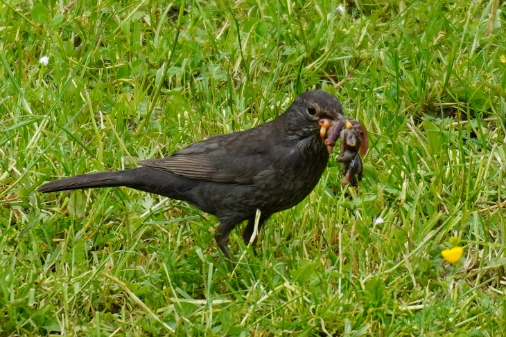 Da behaupte noch einer, Amsel-Weibchen könnten mit 1 bis 2 Würmern nur einen Bruchteil der Männchen in den Schnabel bekommen.
