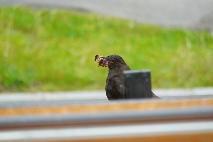 Sehe ich Eilin mit einer Wurmlieferung vor unserem Fenster und zeitgleich andere Amseln in der Nähe kann ich ein genauere Zuordnung vornehmen.