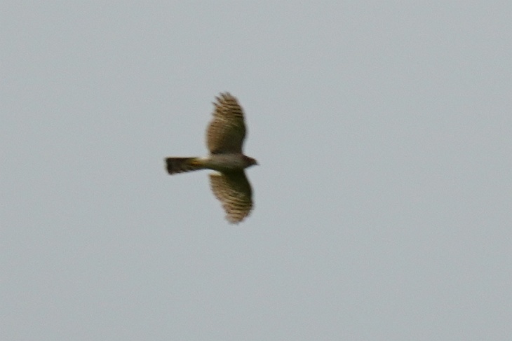 Greifvogel