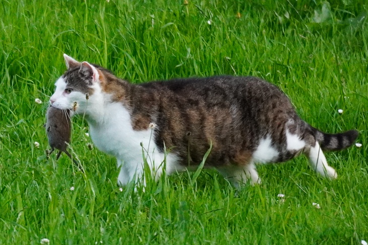Katze mit Maus