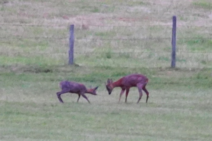 Rehe in der Abenddämmerung