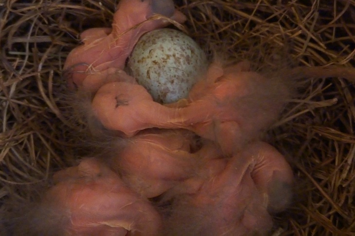 5 dünne, noch schwache Amsel-Hälse, an denen viel zu große schwere Köpflein baumeln, und das letzte im Nest verbliebene Ei.
