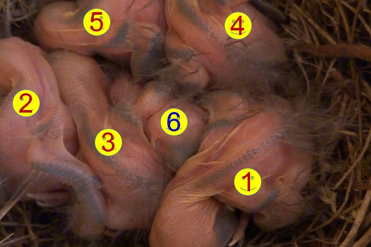 21.05.2020 - jetzt sind wir uns sicher: Im Nest liegen 6 Küken. Unser Nesthäcken, eingerahmt und beschützt von ihren Geschwisterchen, heißt Ylvi.