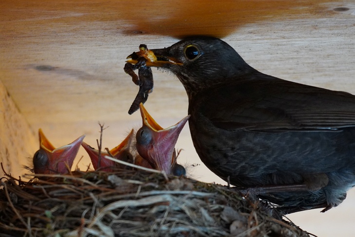 Unglaublich wie viele Würmer ein einziger Vogel an einem einzigen Tag heranschaffen kann. Die Augen der Küken beginnen sich bereits leicht zu öffnen.