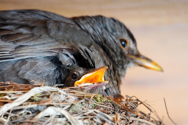 Die Größeren sind jetzt nicht mehr nackt und beginnen der Mama ähnlich zu werden. Wobei das kein Hinweis auf das Geschlecht ist, denn auch junge Amsel-Burschen habe noch nicht das typische schwarze Federkleid und den gelb-orangen Schnabel.