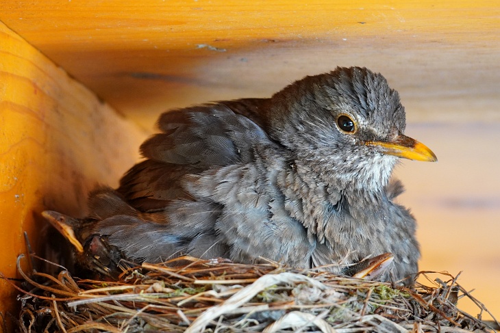 ... entwickeln sich die Amsel-Jungen prächtig und genießen es unter der Mama zu sitzen und die Schnäbelchen über den Nestrand zu schieben.
