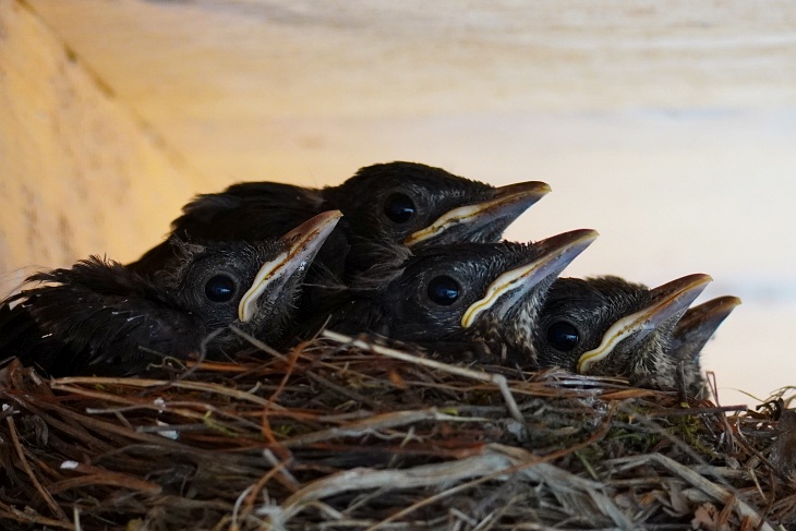 30.05.2020: Wie lange werden unsere 5 "Orgelpfeifen" noch gemeinsam im Nest sitzen? Von links nach rechts: Ylvi, Stevie (oben), Calimero, Moritz, Pippi