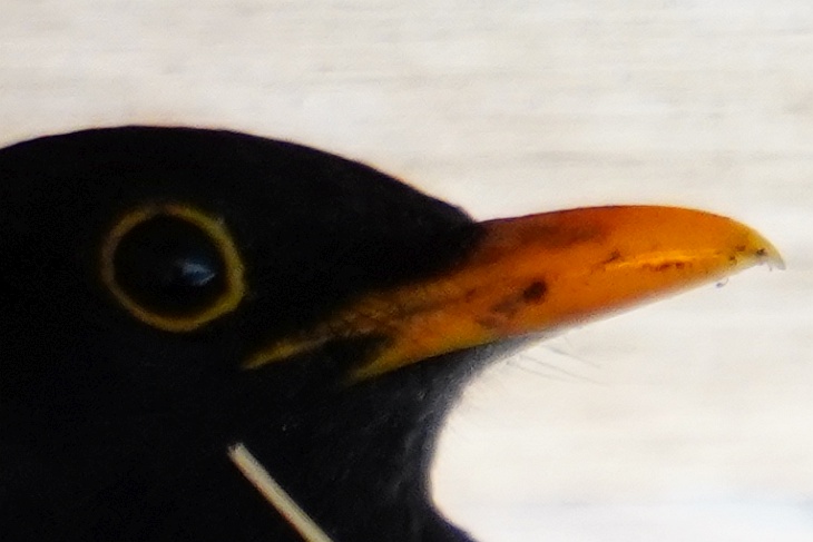 Der Schnabel von Erdschi (hier sitzt er im Nest) hatte beispielsweise die typischen schwarzen Farbeinlagerungen, die möglichweise darauf hinweisen, dass er noch ein sehr junges Männchen ist. Auch die Augenringe sind noch jugendlich straff.