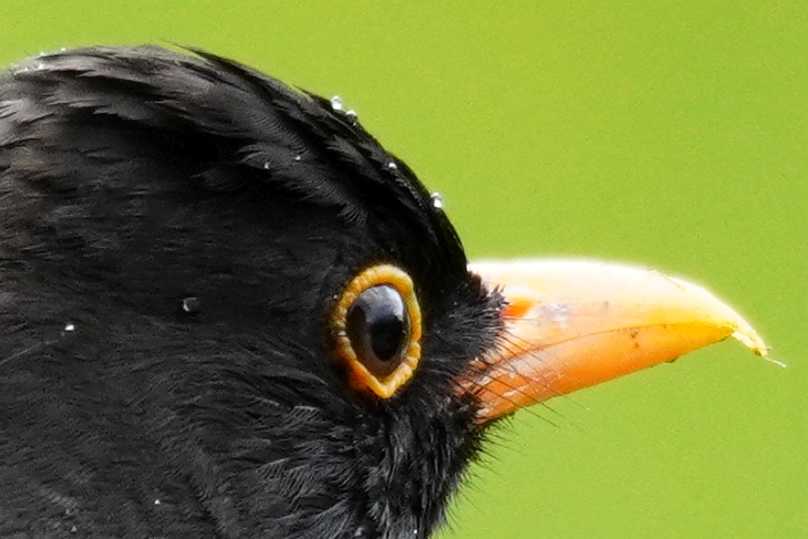 Augenring und Schnabel sowie "unordentliche Frisur" sehen bei diesem älter wirkenden Männchen deutlich anders aus. Er hat unsere Eilin am 29.05.2020 mehrmals besucht. Anfangs dachte ich, es sei der aggressive Theoderich, später hätte ich aber auch einen neuen Interessenten/Verehrer nicht ausgeschlossen.