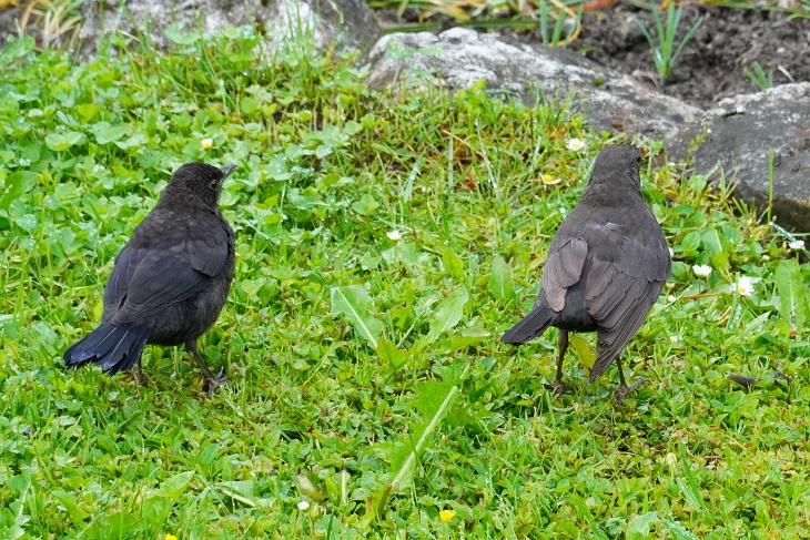 Amsel-Mutter mit Küken