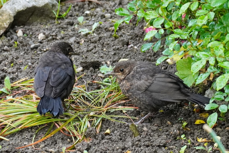 Amsel-Teenager