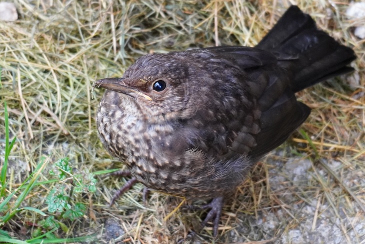 Amsel