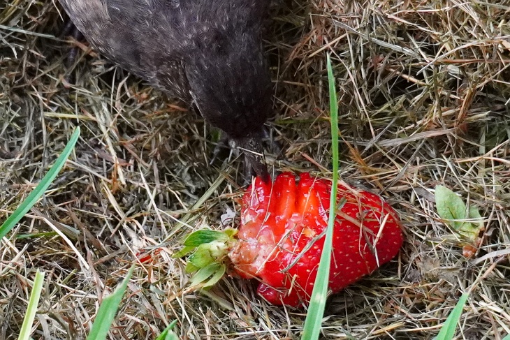 Amsel mit Erdbeere