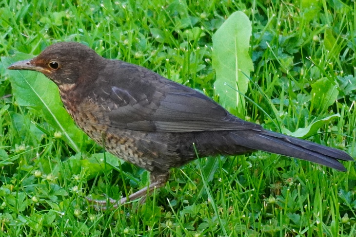 Amsel-Junges
