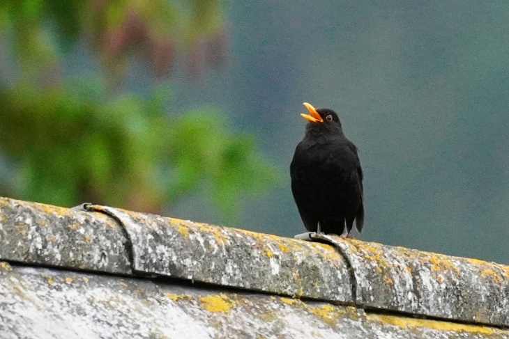 Männliche Amsel singt