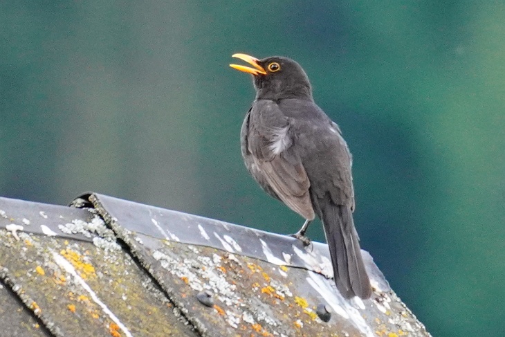 Amsel-Männchen